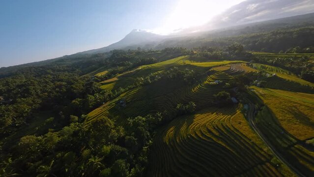 Belimbing rice terraces with FPV drone at Bali Island, Indonesia. Fast manual close proximity aerial flight shot on GoPro around green fields with volcano mountain view	