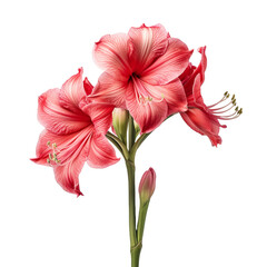 Fototapeta premium Amaryllis flower isolated on transparent background