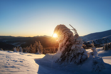 amazing mountain winter landscape with fir trees at dawn. natural Christmas background - obrazy, fototapety, plakaty