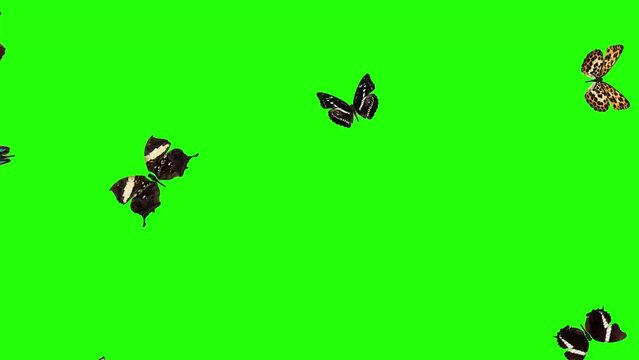 Group of butterflies flying on green screen, environment nature animation element
