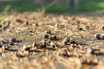 Closeup of dry pine cones on the ground. Selective focus.