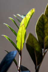 Close up of green leaves on a blurred background, Zamioculcas Zamiifolia Black, potted house plant with black leaves background with copy space.
