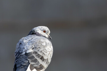 pigeon