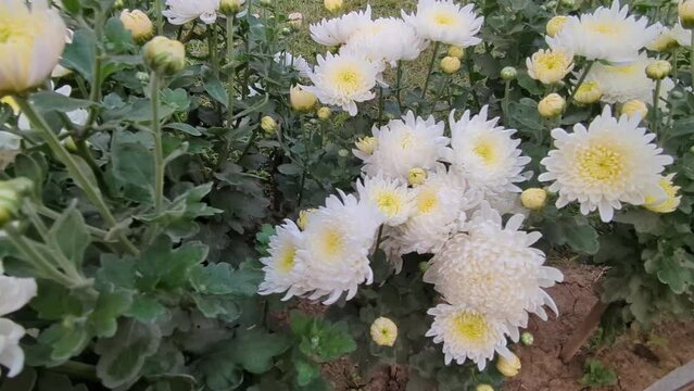 Condromollika white flowers in the garden