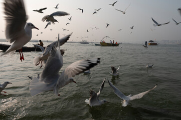 Varanasi India  8 December 2023, Siberian Birds Seagulls scene flying over the river Ganges from a...