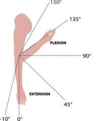 Elbow Joint Range of Motion – Flexion and Extension Anatomy Diagram for Orthopedic and Physical Therapy Education