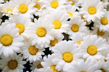 abstract colorful floral background of daisies