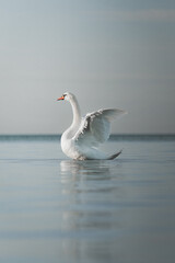 Fototapeta na wymiar Swan in the lake