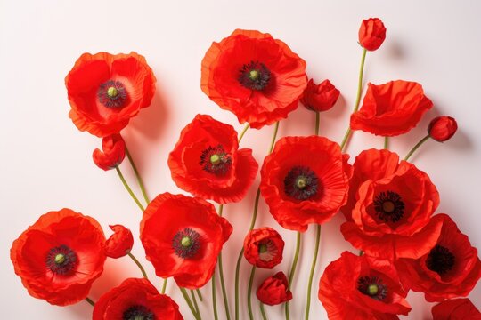 colorful poppies flower background