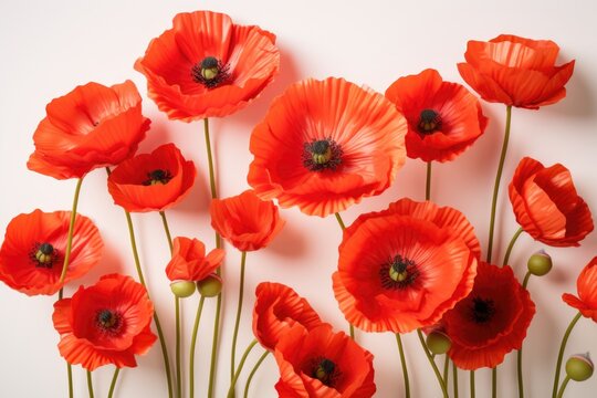 colorful poppies flower background