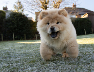 Cream Chow Puppy