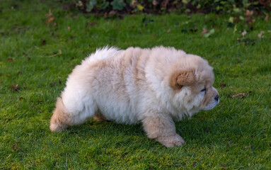 Cream Chow Puppy