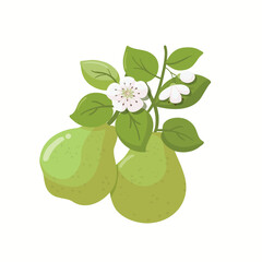 Green pears with branches, leaves and flowers. Fruit illustration - 723792123