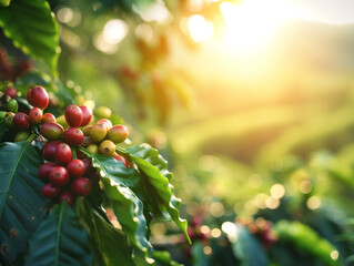 Coffee beans ripening on tree in the coffee plantation - obrazy, fototapety, plakaty
