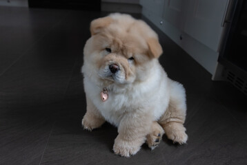 Cream Chow Puppy