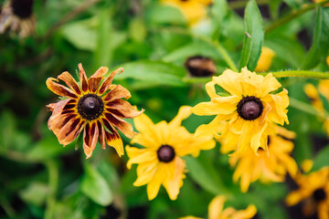 Fading autumn flowers in the garden on a green background. Old yellow flowers as a symbol of the extinction and old age of people, feelings and connections. Autumn, seasonal changes