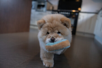 Cream Chow Puppy