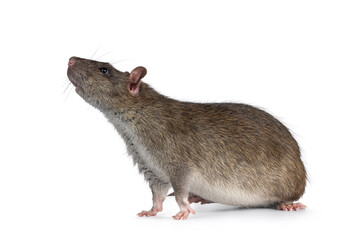 Adorable brown pet rat, standing side ways. Nose and head up sniffing side ways and up. Isolated on a white background.