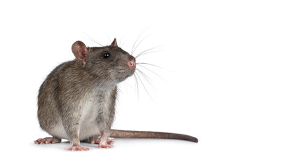 Adorable brown pet rat, standing diagonal. Nose and head up sniffing side ways and up. Isolated on a white background.