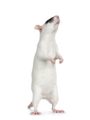 Adorable white masked pet rat, standing on hind legs showing belly. Nose up sniffing side ways and up. Isolated on a white background.