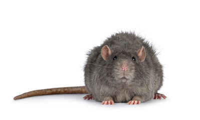 Adorable rex pet rat, standing facing front. Looking straight into camera. Isolated on a white background.
