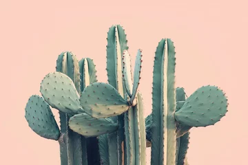 Gordijnen Surreal Desert Bliss: A Neon Oasis of Colorful Cacti and Botanical Marvels against a Bright Blue Minimalistic Background © VICHIZH