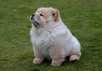 Cream Chow Puppy