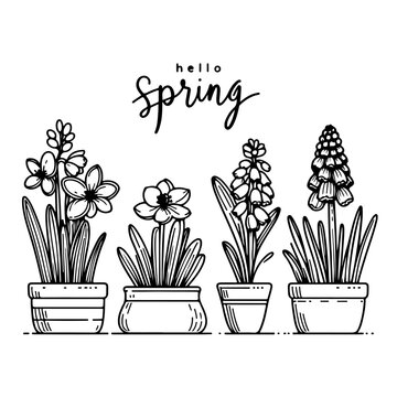 Spring Border with Crocus Flowers Ink Vector hand drawn line art bulb pot flowers.