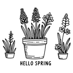 Set of vector hand drawn line art bulb pot flowers and hello spring lettering. Spring hyacinth, grape hyacinth, crocus, cyclamen ink drawings for Easter decor, garden backgrounds, floral design.
