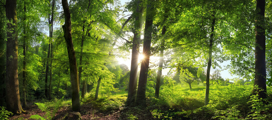 Exquisite woodland scenery with lush green trees in front of the sun, a gorgeous panoramic summer or spring landscape - 723793993