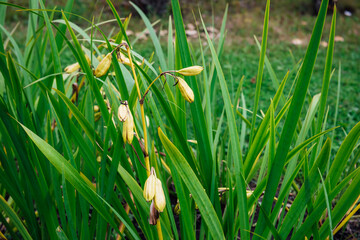 Autumn faded buds of narcissuses or daffodils as a concept of beauty that is gone. Yellow green natural background