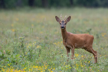 Capreolus capreolus - Roe deer - Chevreuil d'Europe