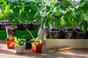 Vegetable and flower seedlings in plastic flower pots. Sprouts of paprika peppers, tomatoes and...