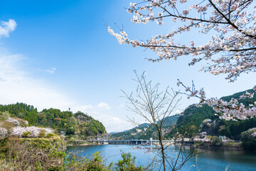 うららかな春日和に映えるダム湖の春風に美しく咲き靡く桜の花
Cherry...