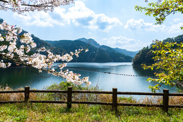 うららかな春日和に映えるダム湖の春風に美しく咲き靡く桜の花
Cherry...