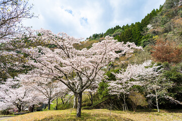 うららかな春日和に映えるダム湖の公園風景
A park view of the dam lake that...
