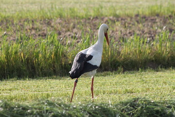 Storch auf der Wiese auf Futtersuche