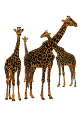 African giraffe vector illustration