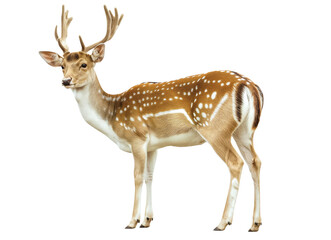Naklejka na ściany i meble White-tailed buck or deer isolated on white transparent background, png