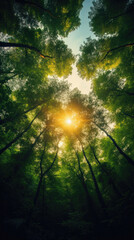 Forest trees nature green wood sunlight backgrounds.forest trees natural green wood sunlight backgrounds .