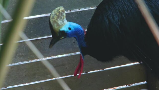 Helmeted casuar, common casuar, southern casuar (Latin: Casuarius casuarius), the largest bird of New Guinea, on the Indonesian islands of Seram and Aru, and in north-eastern Australia