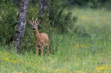Capreolus capreolus - Roe deer - Chevreuil d'Europe © Thomas
