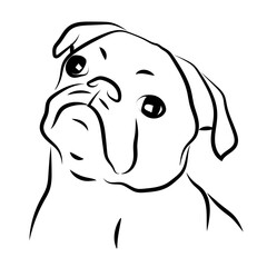 Bouledogue Français