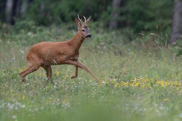Capreolus capreolus - Roe deer - Chevreuil d'Europe