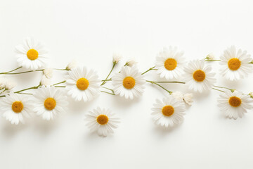 Background white blossom spring nature flower floral chamomile blooming daisy summer