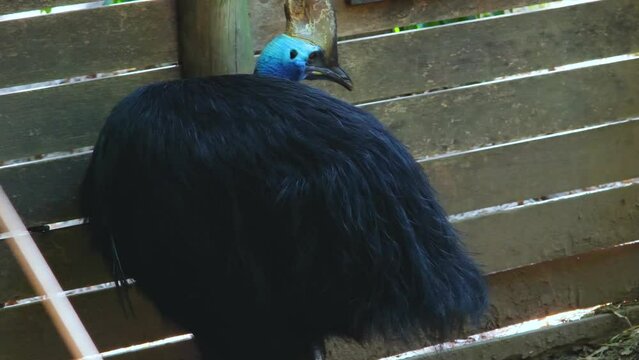 Helmeted casuar, common casuar, southern casuar (Latin: Casuarius casuarius), the largest bird of New Guinea, on the Indonesian islands of Seram and Aru, and in north-eastern Australia