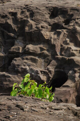 Rock formation. Life in the rock. Background. Backdrop.
