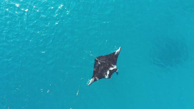 Aerial views of Manta Ray, in the Ocean, taken by a Drone in the Komodo Archipelago in Indonesia
