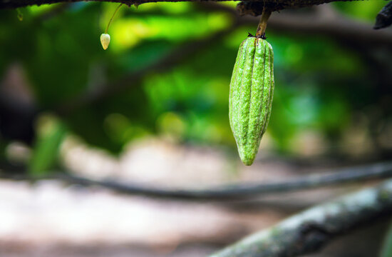 Green small Cacao pods branch with young cacao fruit and blooming cocoa flowers grow on trees.