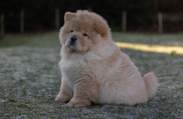 Cream Chow Puppy